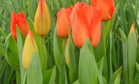 Оранжевые сорта тюльпанов для выгонки