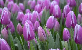 Обзор сиреневых тюльпанов для выгонки