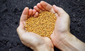 Подкормка тюльпанов во время выгонки