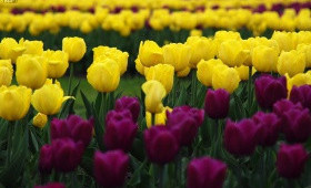 Причины возникновения топпинга