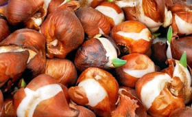 Выгонка тюльпанов по 9ти градусной технологии