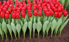 Красные сорта тюльпанов для выгонки