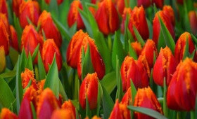 Красно-желтые сорта тюльпанов для выгонки