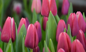 Прекрасный сорт Lornah