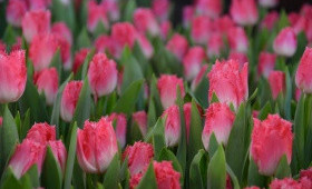 Замечательный сорт Google