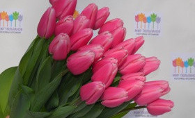 Как «подтянуть» цветонос в процессе выгонки