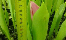 Возможные ошибки при выгонке тюльпанов