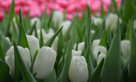 Сорт Litouwen (Snow Man)1588525615