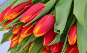 Сорт Illusionist1588568168