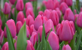 Итоги выгонки 20201588568600