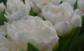 Белые тюльпаны для выгонки