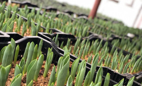 Даты начала выгонки по сортам1642165034