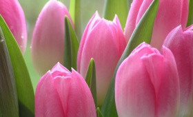 Обзор тюльпанов розового цвета для выгонки.