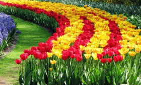 Выгонка тюльпанов на 14 февраля. 6 января