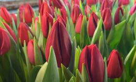 Сорт Curry. Выгонка тюльпанов1623348822