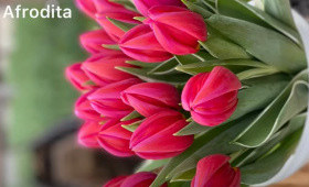 Итоги выгонки тюльпанов 2021 (часть 1)1623349168