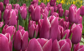 Тюльпан Canberra. Отличный сорт для выгонки на 8 Марта1646653995