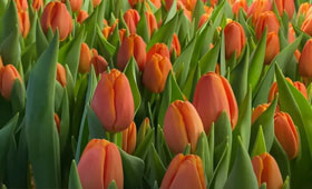 Сорт тюльпанов Timeout. Оранжевый сорт для выгонки на 8 Марта1646654160