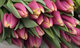 Heavy Duty. Крупный сорт для выгонки на 8 Марта1646654224