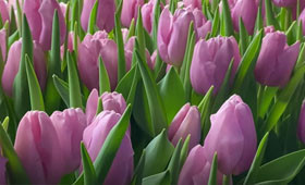 Сорт тюльпанов Argos. Отличный лиловый тюльпан1646654278