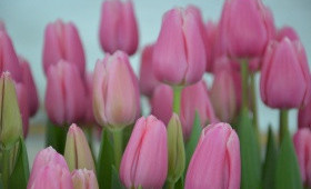 Выгонка тюльпанов. Сорт Milkshake