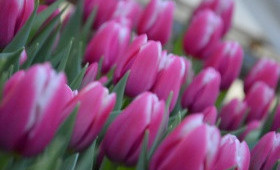 Выгонка тюльпанов. Сорт Down Town (Даун Таун)