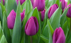 Выгонка тюльпанов. Сорт Purple Prince (Пурпул принц)