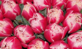 Выгонка тюльпанов.Сорт Columbus (сорт Колумбус)