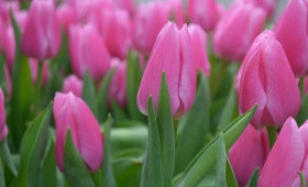 Выгонка тюльпанов. Сорт Irina (сорт Ирина)