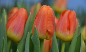 Выгонка тюльпанов. Сорт Hypnose