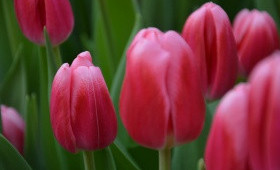 Выгонка тюльпанов. Сорт Circuir