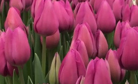 Выгонка тюльпанов. Сорт Amadea (сорт Амадеа)