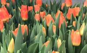 Выгонка тюльпанов к 8 марта (Часть 1)