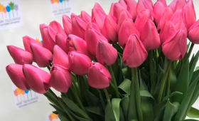 Результаты выгонки тюльпанов 2019 (срез)