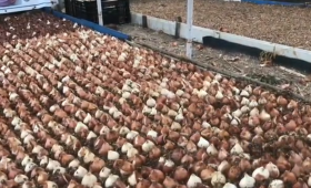 Посадка луковиц тюльпанов грунт на выгонку к 8 Марта