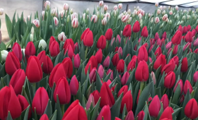 Выгонка тюльпанов к 8 Марта. Сорт Selfie ( Сорт Селфи)