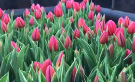 Выгонка тюльпанов. сорт Afrodita (Афродита)