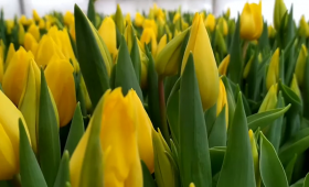 Выгонка тюльпанов. Strong gold. Топпинг