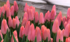 Выгонка тюльпанов к 8 Марта. сорт Neper (Непер)