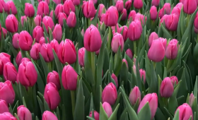 Выгонка тюльпанов в теплице. сорт Expression (Экспрешн)