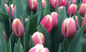 Выгонка тюльпанов. сорт Lech Walesa