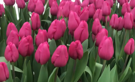 Сорт тюльпанов Purple Raven (Пурпул Равен)