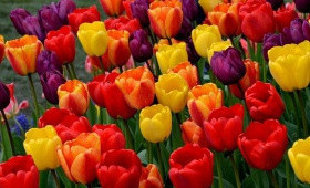 Фото выгонки клиентов компании "Мир Тюльпанов" (выпуск 2)