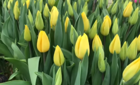 Выгонка тюльпанов. Результат на 24.02.20