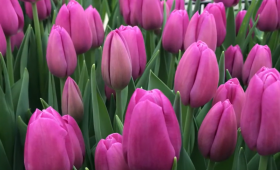 Сорт Ozon (Озон). Выгонка тюльпанов к 8 Марта