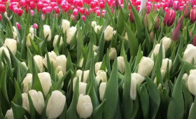 Выгонка тюльпанов. Сорт Litouwen (Snow Man)